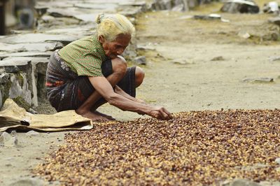 Side view of old women drying the coffee seeds.