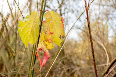 Close-up of yellow flowering plant during autumn