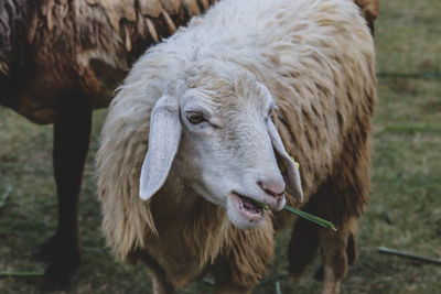 Close-up of a sheep