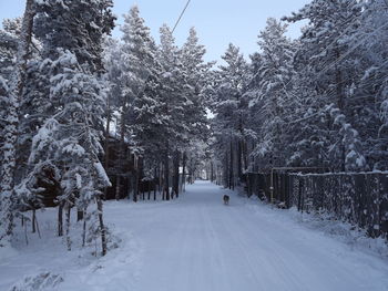 Trees on snow covered landscape