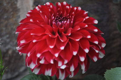 Close-up of red dahlia blooming outdoors