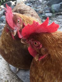 Close-up of rooster