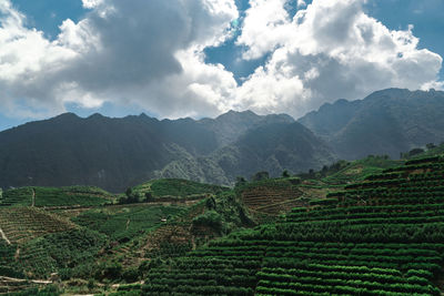 Scenic view of agricultural field against sky