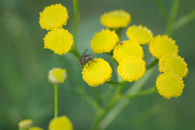 Close-up of fly pollinating on yellow flower
