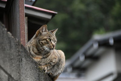 Cat looking away