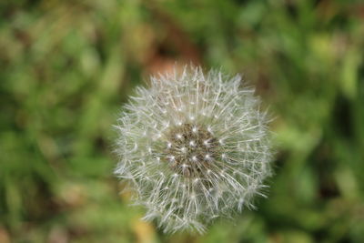 Close-up of dandelion against blurred background