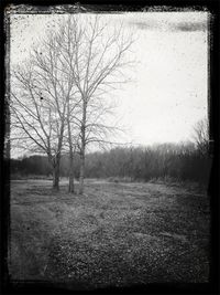 Bare trees on field