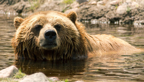 Portrait of brown bear in river