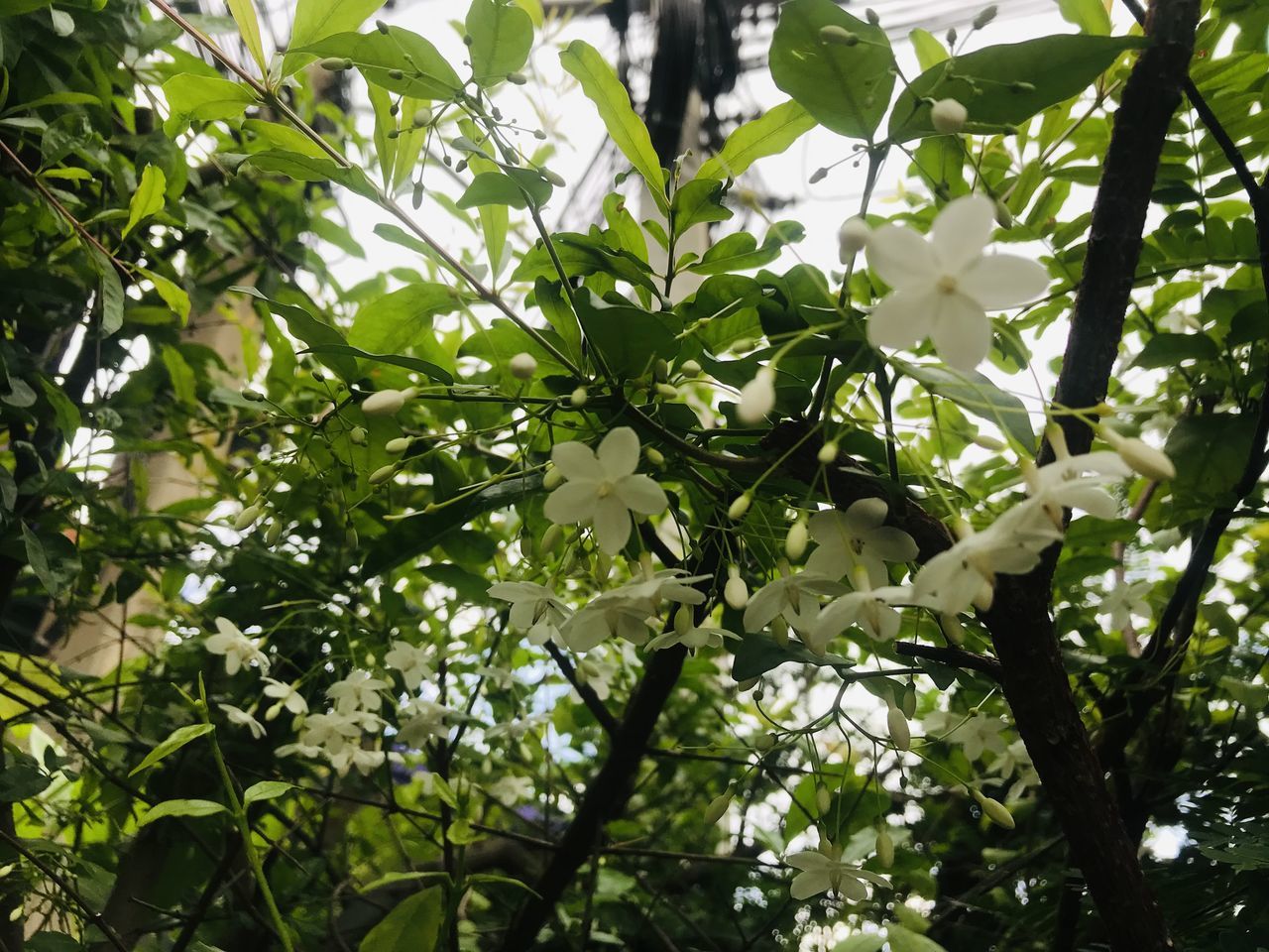 plant, tree, leaf, plant part, growth, branch, green, produce, nature, flower, low angle view, beauty in nature, no people, food, flowering plant, sky, sunlight, outdoors, freshness, day, food and drink, blossom, shrub, fruit