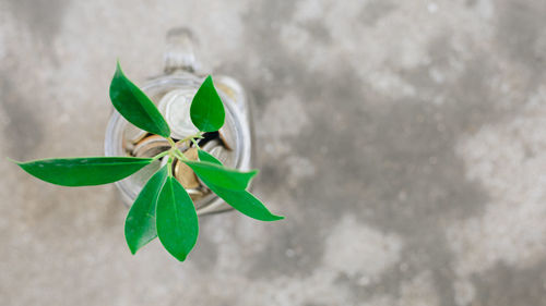 Close-up of plant against wall