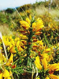 Close-up of yellow flowering plant on field