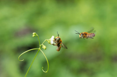 Close-up of bee pollinating on a plant