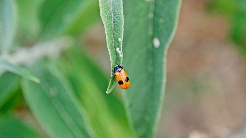 Close-up of ladybug on leaf