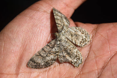 Close-up of moth on hand