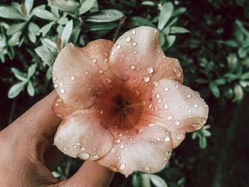 Close-up of hand holding wet flower