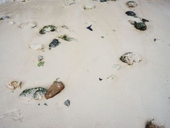 High angle view of fishes on sand