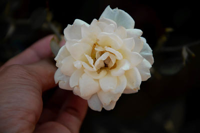 Close-up of hand holding white rose flower