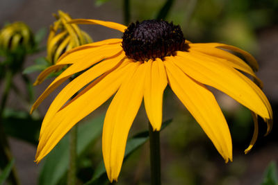 Close-up of yellow coneflowers