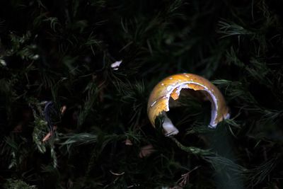 Close-up of snake against black background