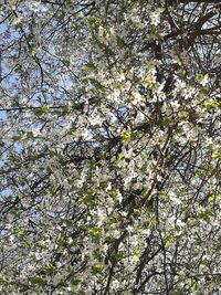 Low angle view of tree against sky