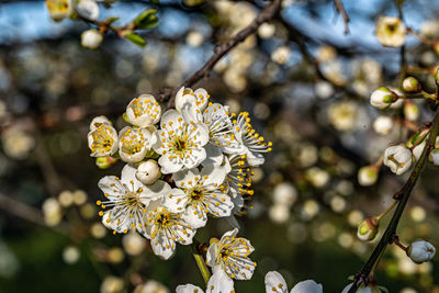 Close-up of cherry blossoms on tree