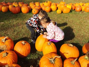 pumpkin