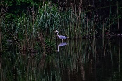 Bird flying over lake