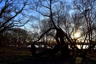 Silhouette of trees against sky