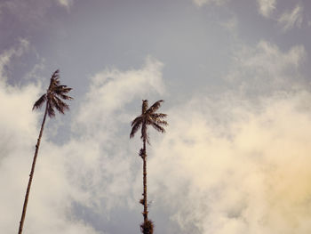 Low angle view of silhouette coconut palm tree against sky