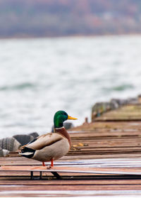 Close-up of bird perching on wood against sea