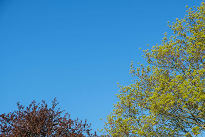 Low angle view of flowering plant against clear blue sky