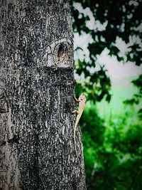 Close-up of squirrel perching on tree trunk