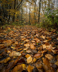 Surface level of fallen leaves on tree in forest