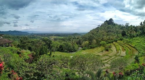 Scenic view of field against sky, rice field