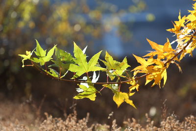 Close-up of autumnal leaves on field
