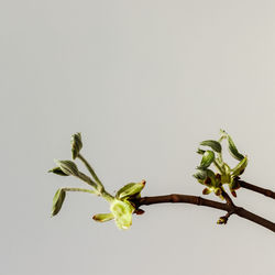 Close-up of flower buds against white background