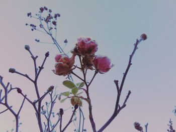 Low angle view of flower tree against sky