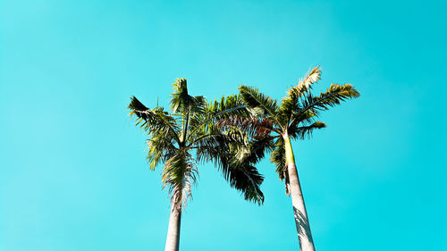 Low angle view of coconut palm tree against clear blue sky