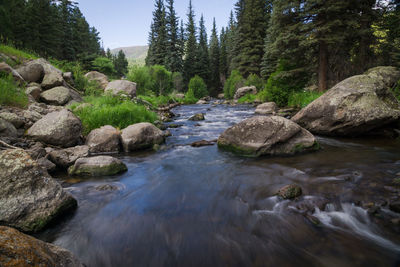 River flowing through forest