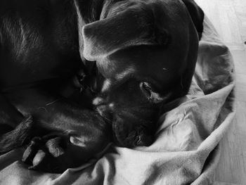 Close-up of dog sleeping on bed