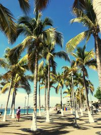 Palm trees at beach against clear blue sky