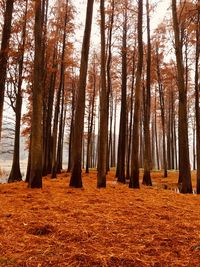 Trees in forest