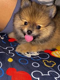 Close-up portrait of a dog