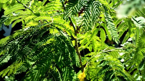 Close-up of leaves