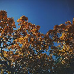 Low angle view of trees against clear sky