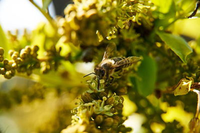 Close-up of bee pollinating flower