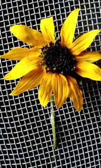 Close-up of sunflower blooming outdoors