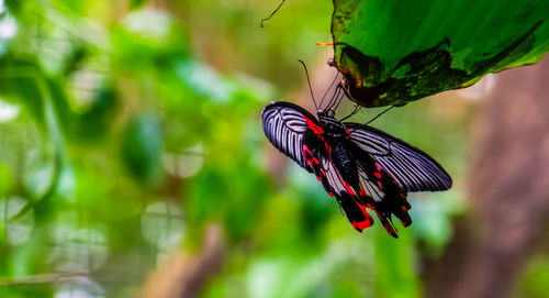 Close-up of butterfly pollinating flower