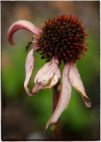 Close-up of a flower