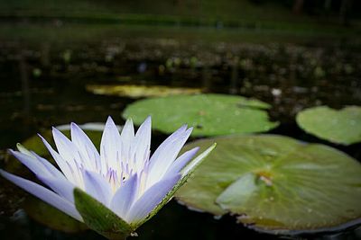 Close-up of lotus water lily in pond